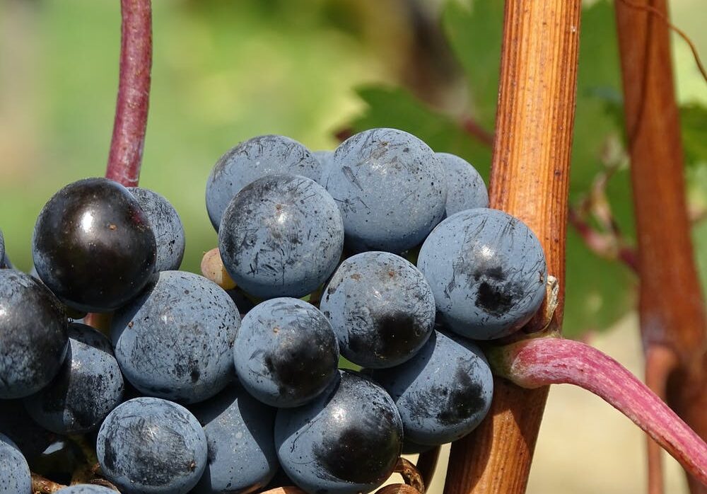 Il Fascino del Vino Rosato di Malvasia Nera: Una Deliziosa Esperienza Italiana