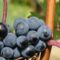 Il Fascino del Vino Rosato di Malvasia Nera: Una Deliziosa Esperienza Italiana